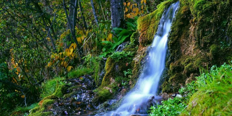 água floresta cascata