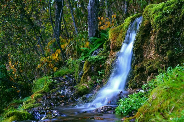 água floresta cascata