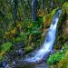 água floresta cascata