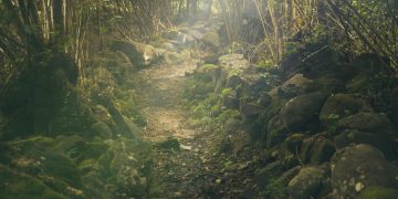 árvores floresta verde pedras