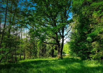 forest