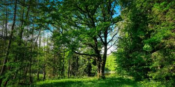 forest