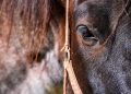 cavalo castanho