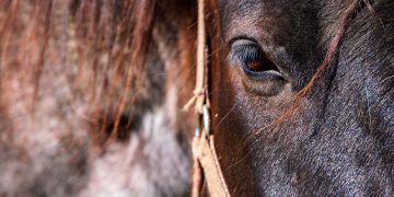 cavalo castanho