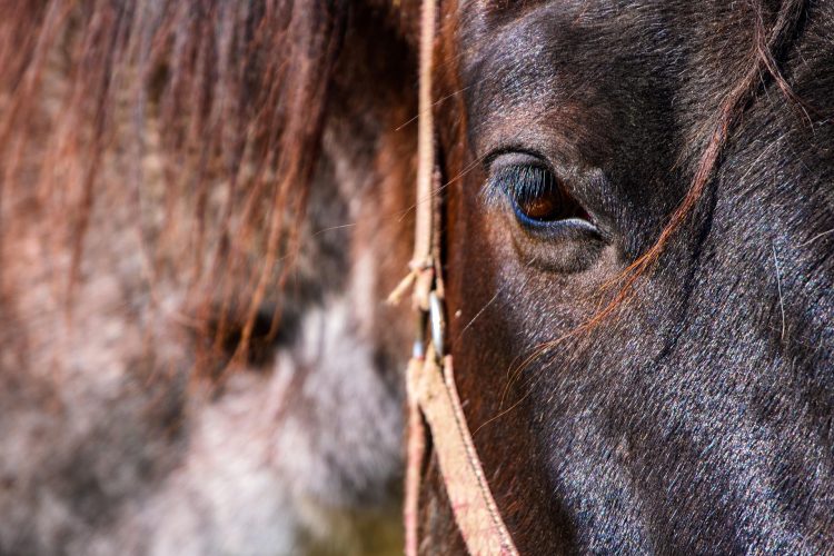 cavalo castanho