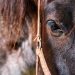cavalo castanho