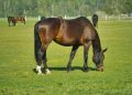 cavalos em pasto verde