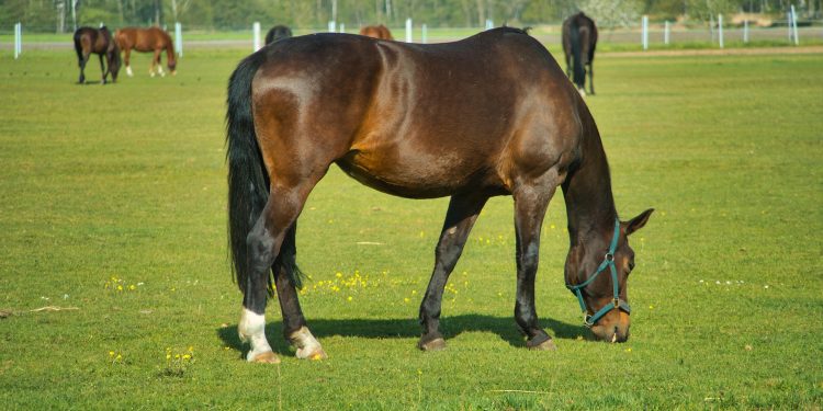 cavalos em pasto verde
