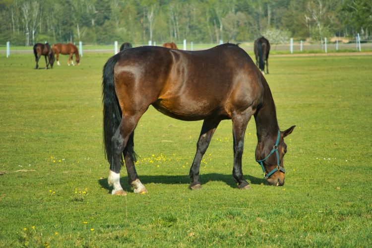 cavalos em pasto verde