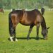 cavalos em pasto verde