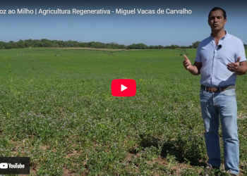 A Voz ao Milho Miguel Vacas de Carvalho Agricultura Regenerativa