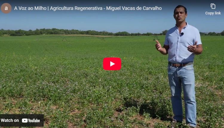 A Voz ao Milho Miguel Vacas de Carvalho Agricultura Regenerativa