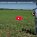 A Voz ao Milho Miguel Vacas de Carvalho Agricultura Regenerativa