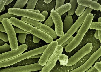 bactérias microscópio verde