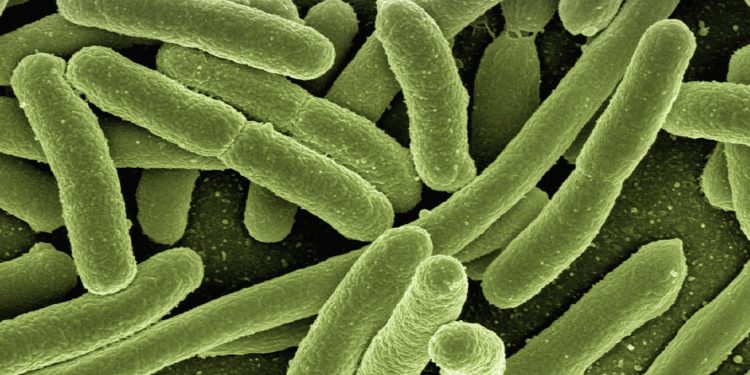 bactérias microscópio verde
