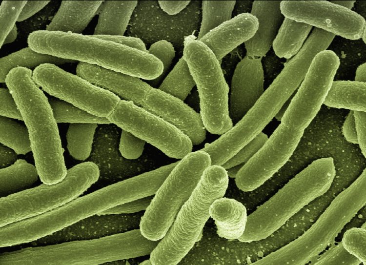bactérias microscópio verde