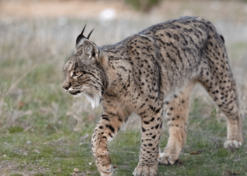 llince iberico cedida
