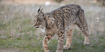 llince iberico cedida