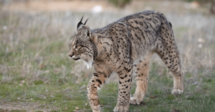 llince iberico cedida