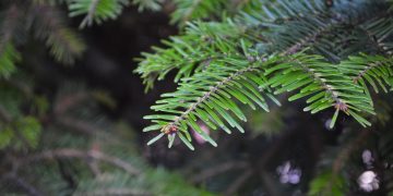 nature forest