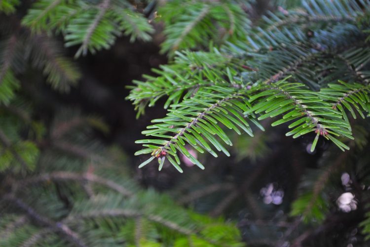 nature forest
