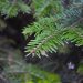 nature forest