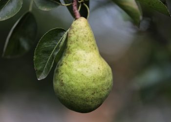 pêra pereiras