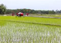 drone arroz arrozais