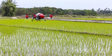 drone arroz arrozais