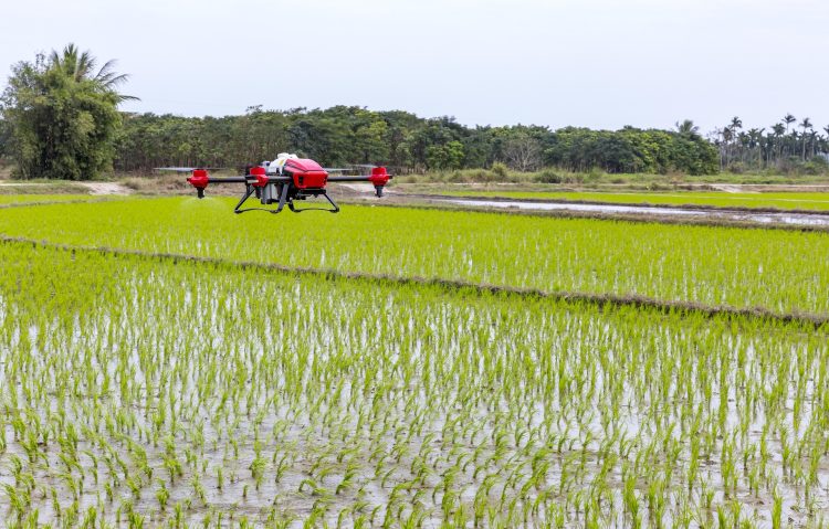 drone arroz arrozais