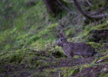 rabbit forest