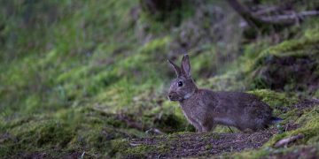 rabbit forest