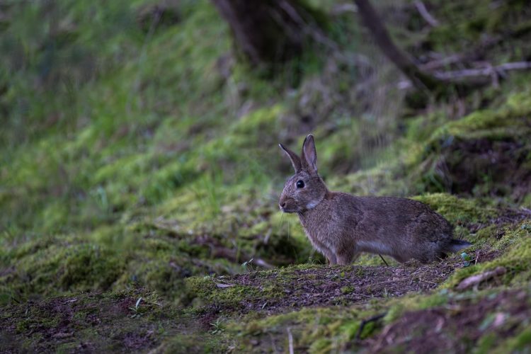 rabbit forest
