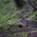rabbit forest
