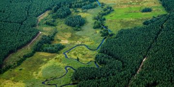 rio árvores floresta
