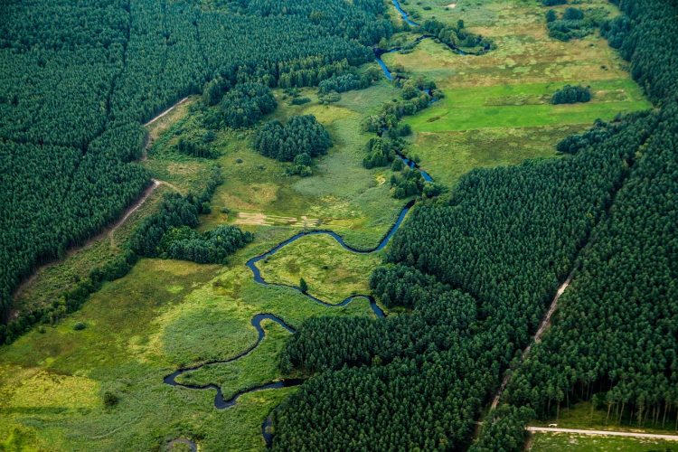 rio árvores floresta
