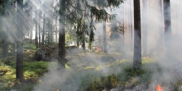 fogo floresta