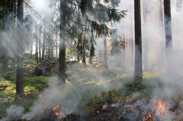 fogo floresta