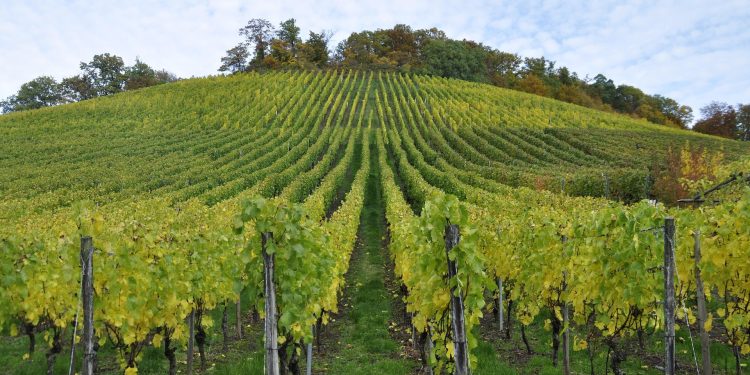 vinha uvas