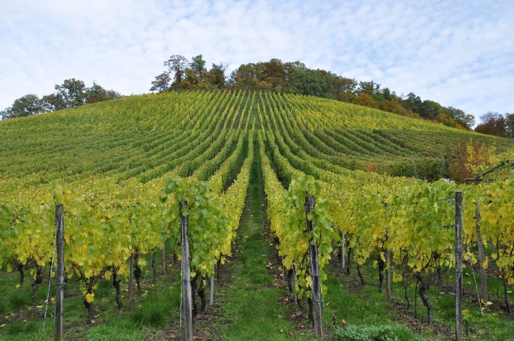 vinha uvas