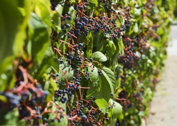 vinha uvas