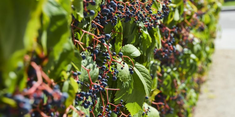 vinha uvas