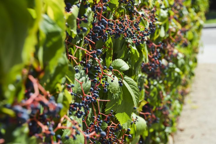vinha uvas