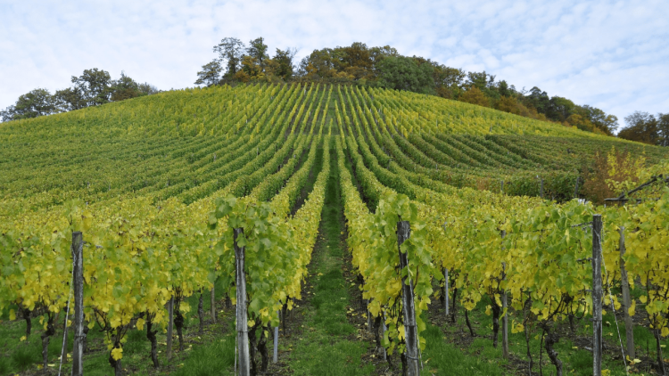 vinha verde