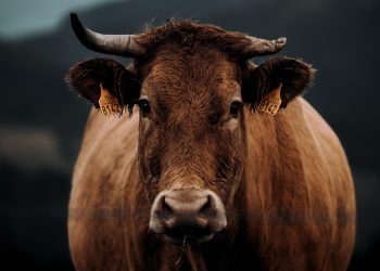 vaca castanha