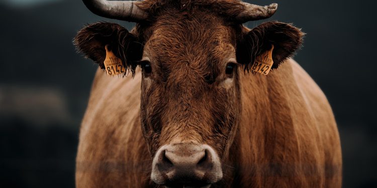 vaca castanha