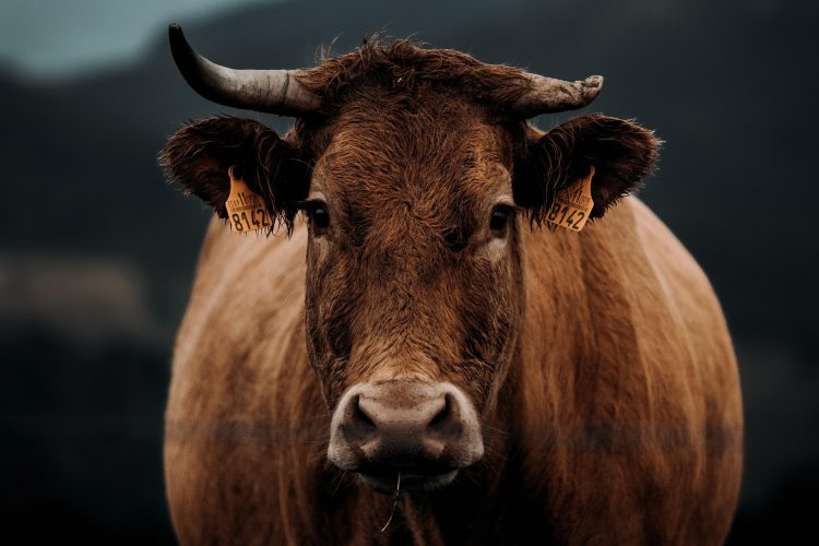 vaca castanha