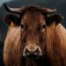 vaca castanha