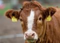 vaca com brincos amarelos