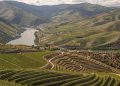 rio com videiras e vinha no douro
